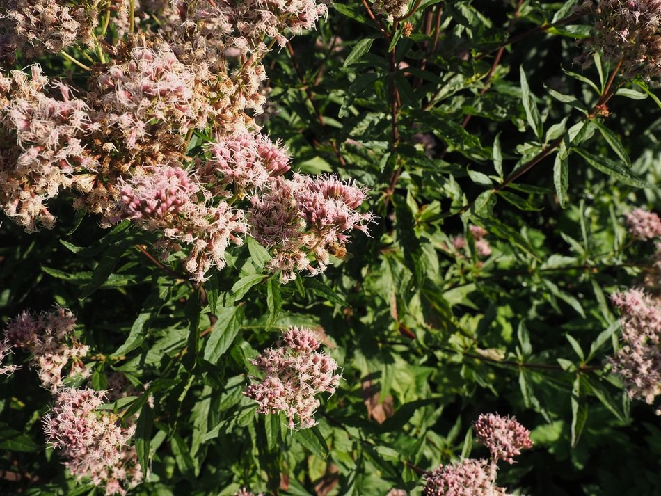 Big fat hen flowers free image download