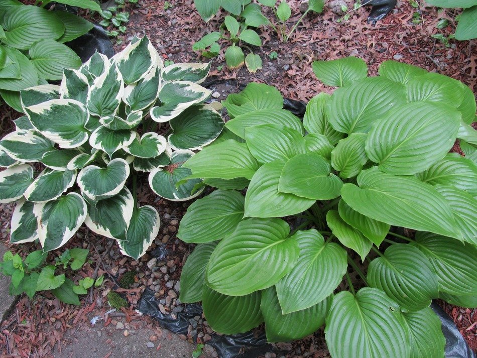 Wonderful hostas perennial= plants free image download