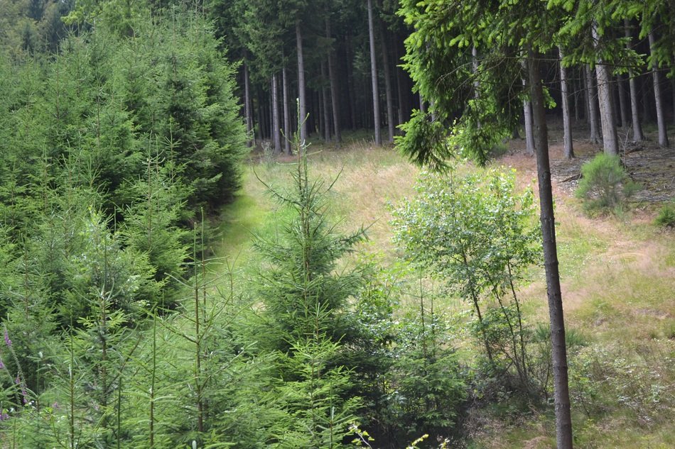 Green glade in the forest free image download