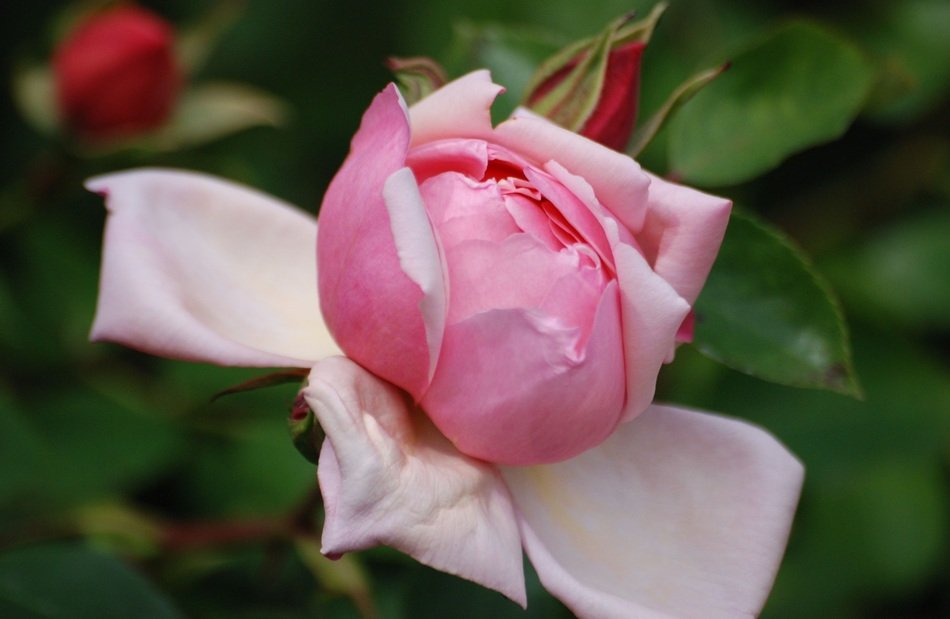 Rose flower pink petals opening free image download