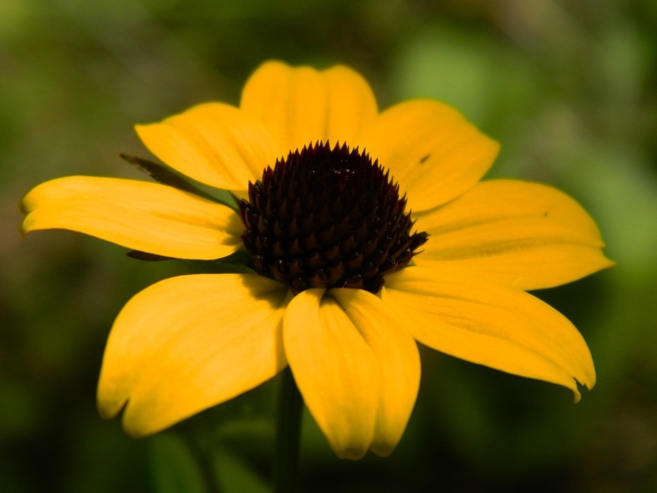 Yellow flower with black center close up free image download