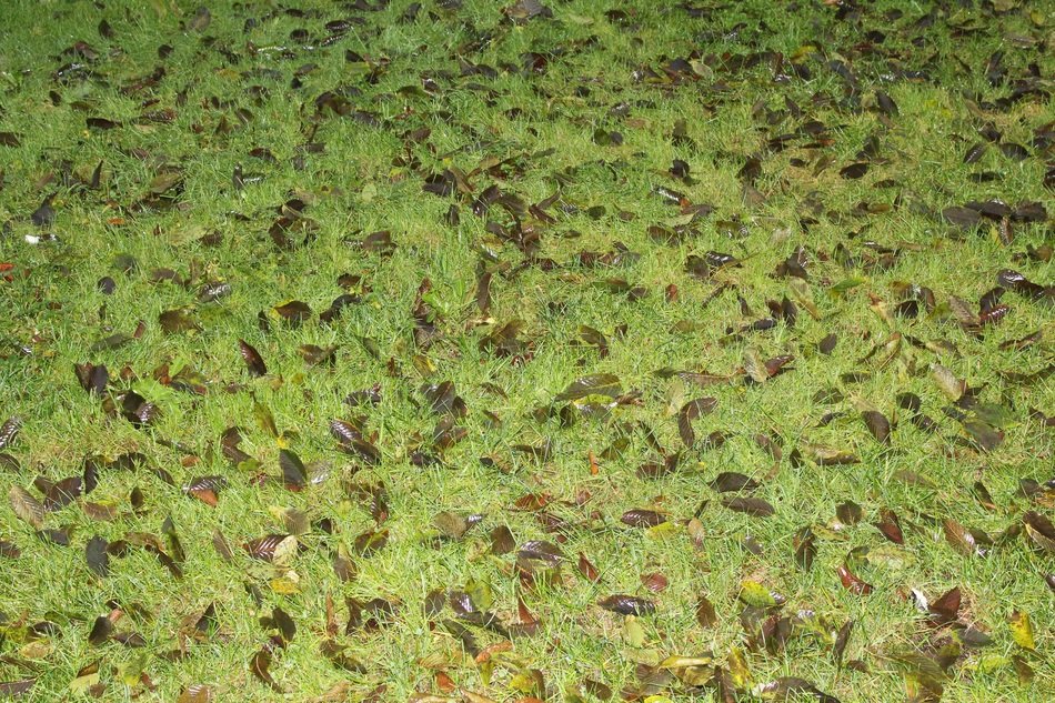 Dry leaves on green grass free image download