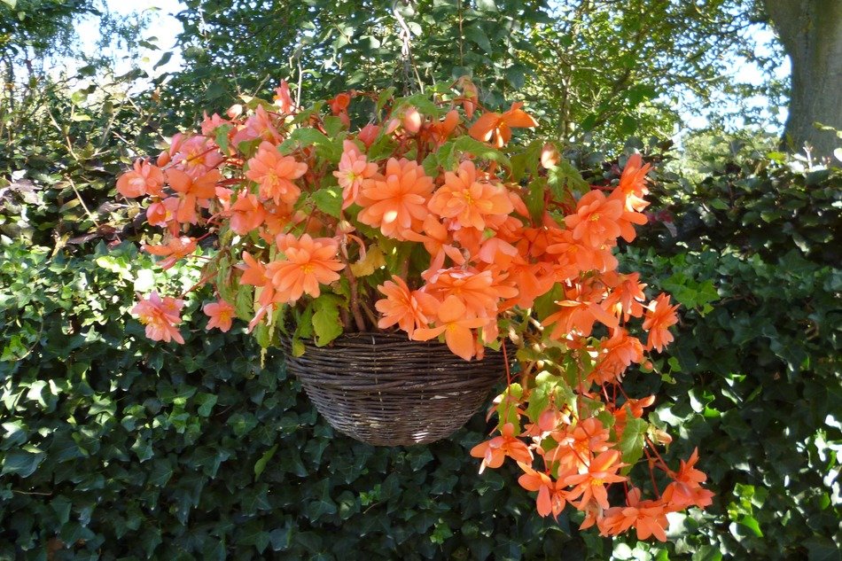 Orange flowers in the pot free image download
