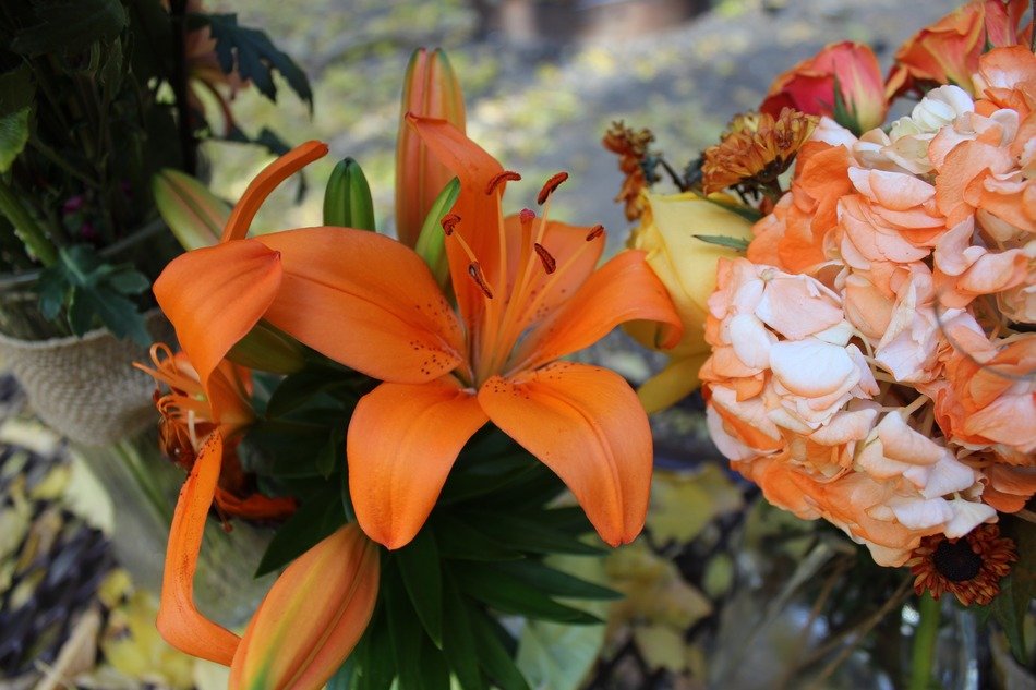 Tiger lilies in a bouquet free image download