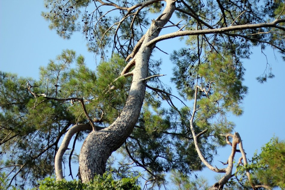 Crooked tree trunk in the forest free image download