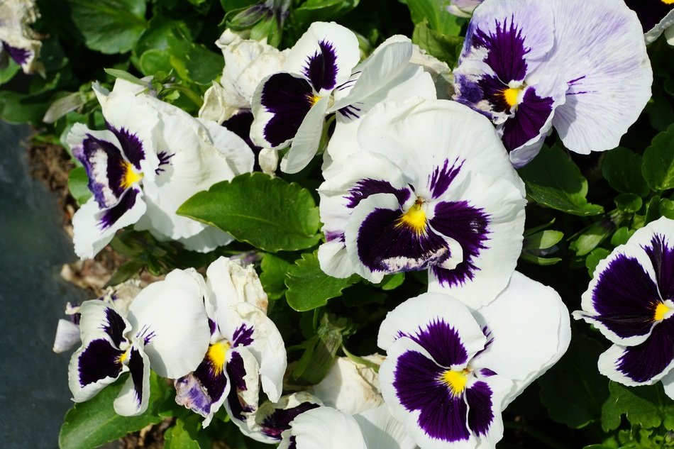 White purple pansy flowers nature free image download