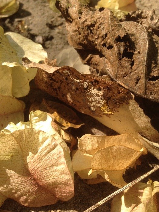 Dry dead autumn leaves free image download