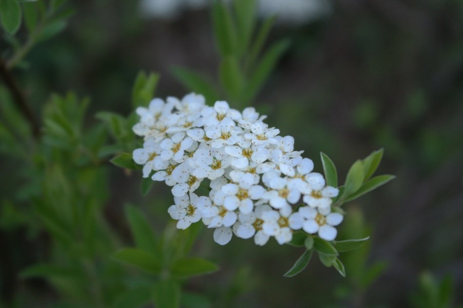 White flower bloom in nature free image download