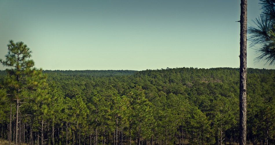 Kisatchie National Forest free image download