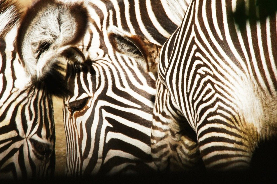 Black and white zebras in nature free image download