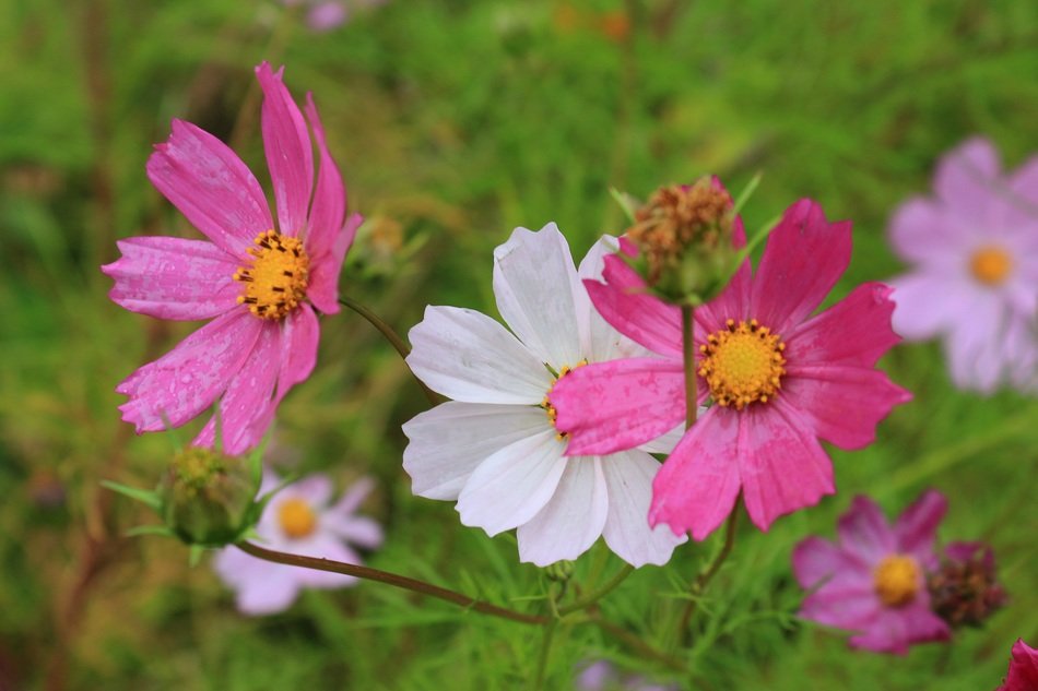 Colorful cosmos flowers at greenery free image download