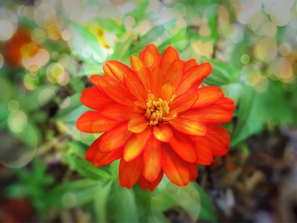 Orange flower in a pot free image download