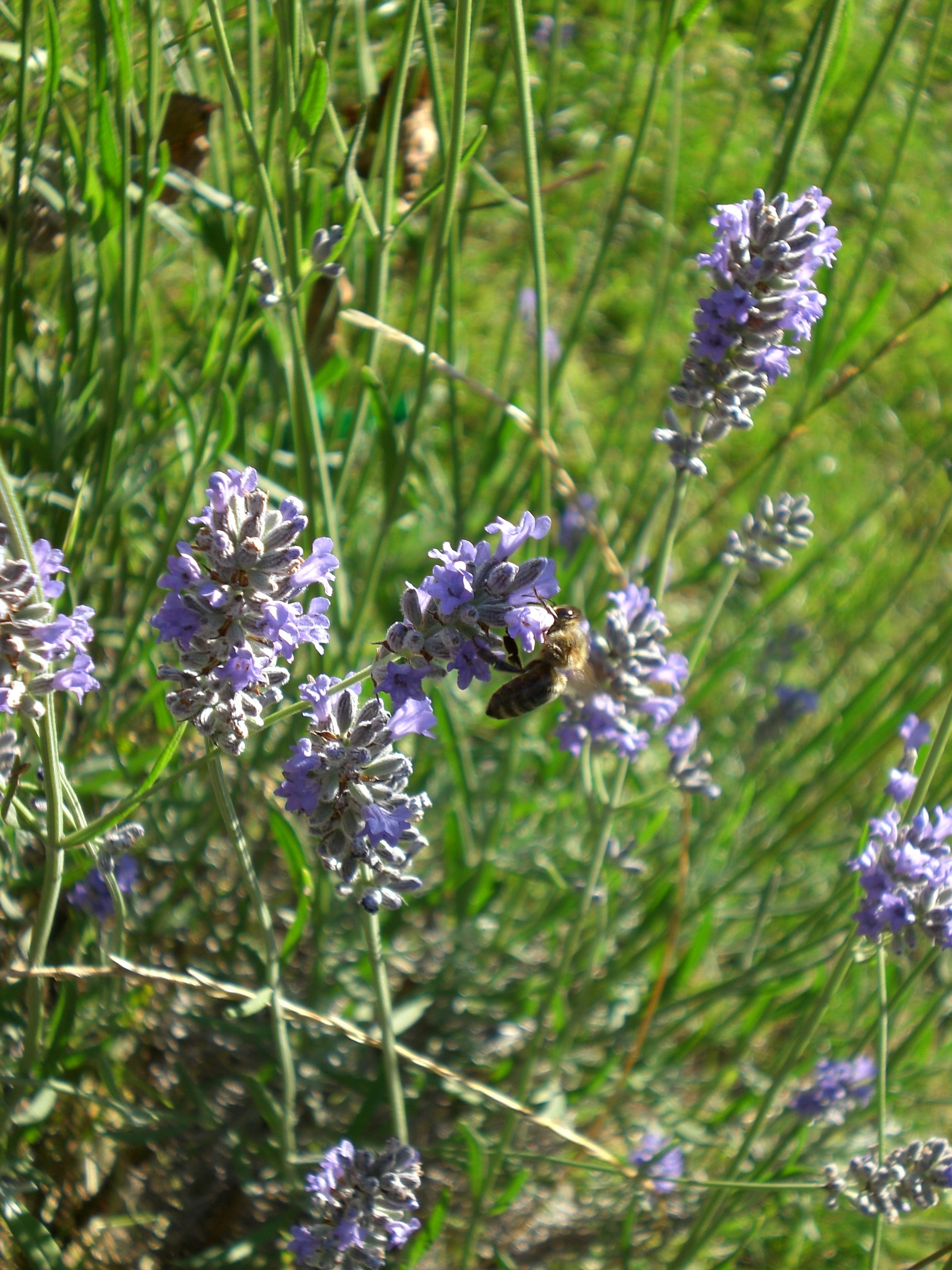 Lavender plants in meadow free image download
