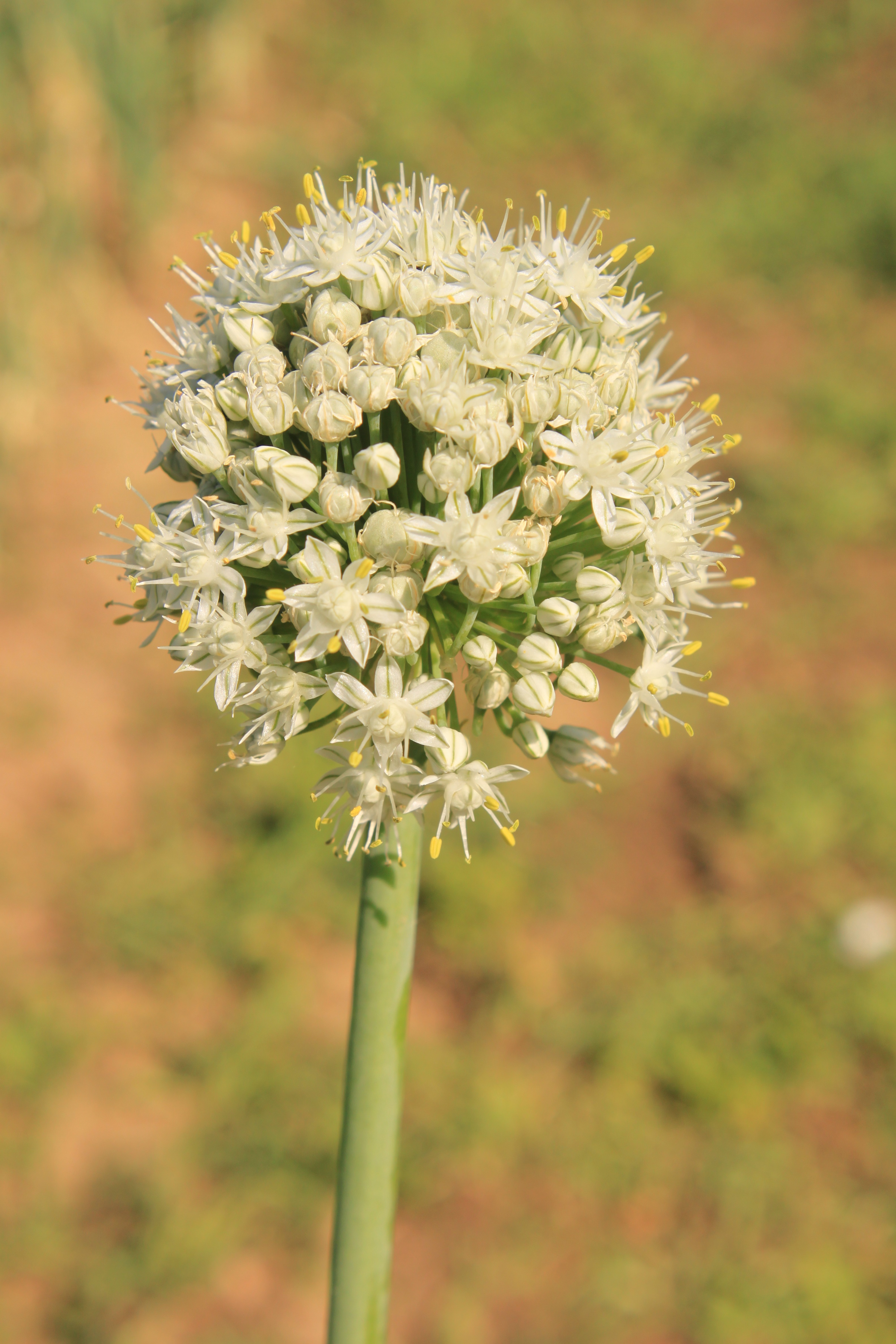 Blooming onions in the garden free image download