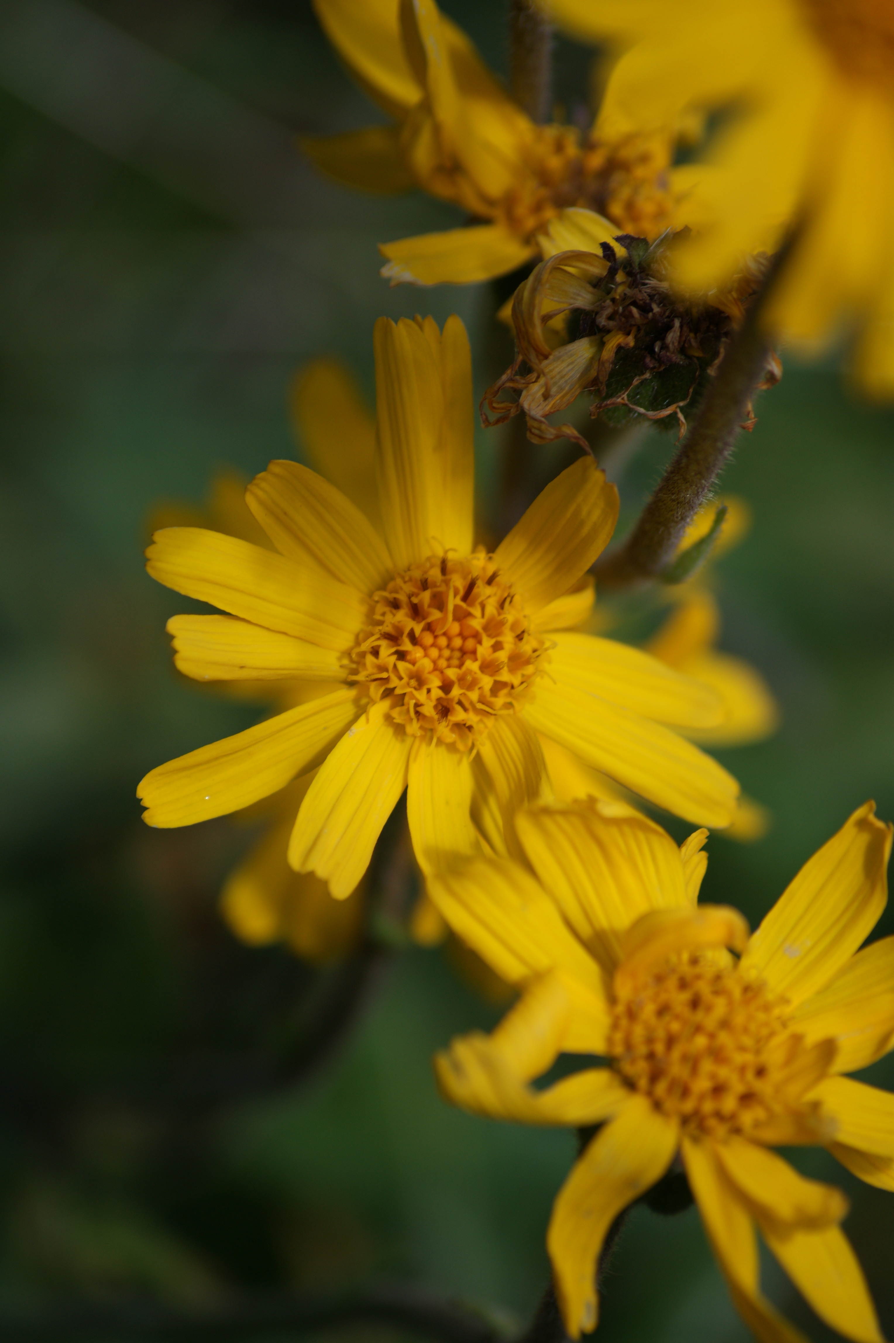 Closeup view of yellow flower free image download