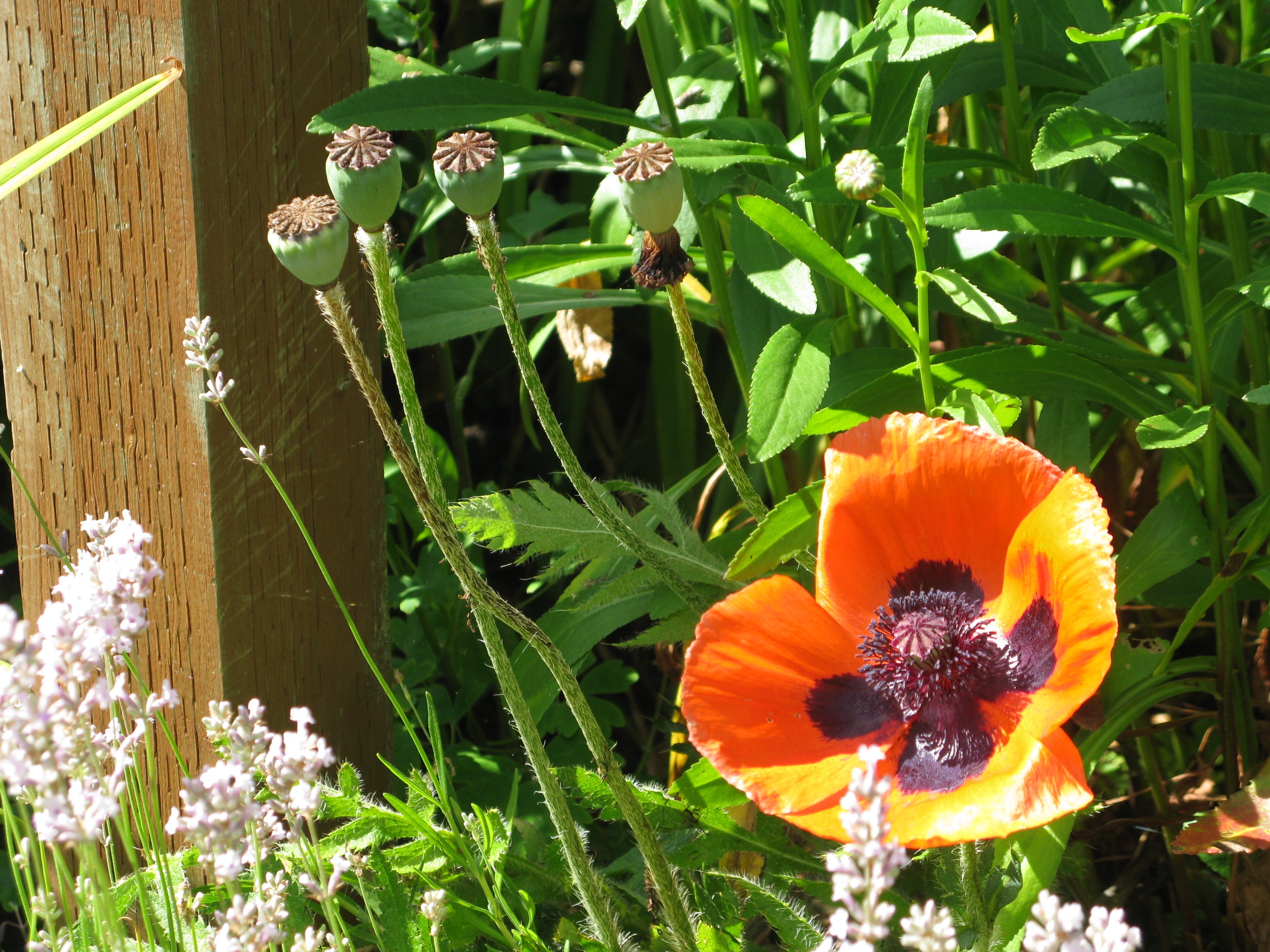 Poppy flower in the garden free image download