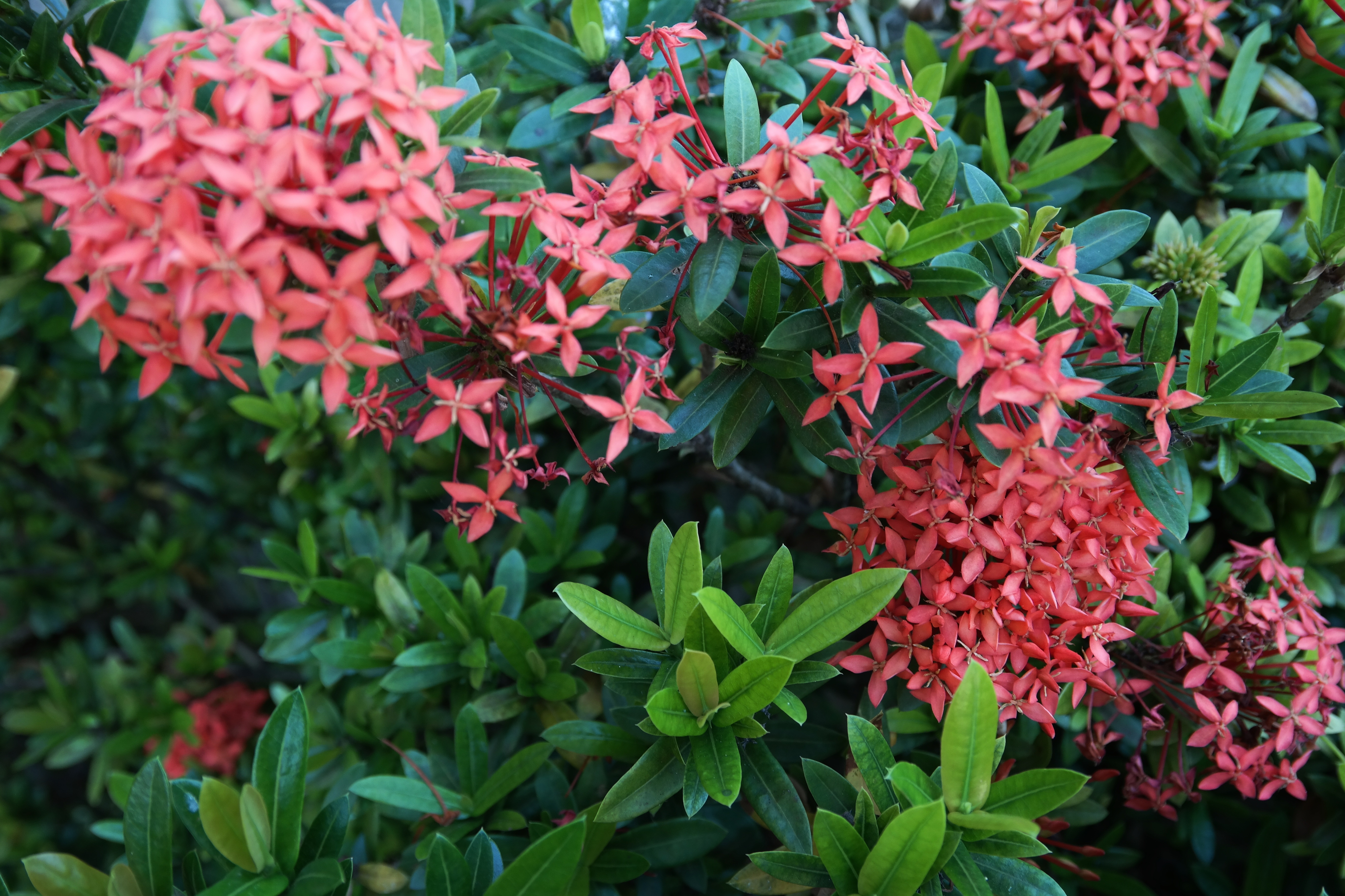 Small red flowers on a garden bush free image download