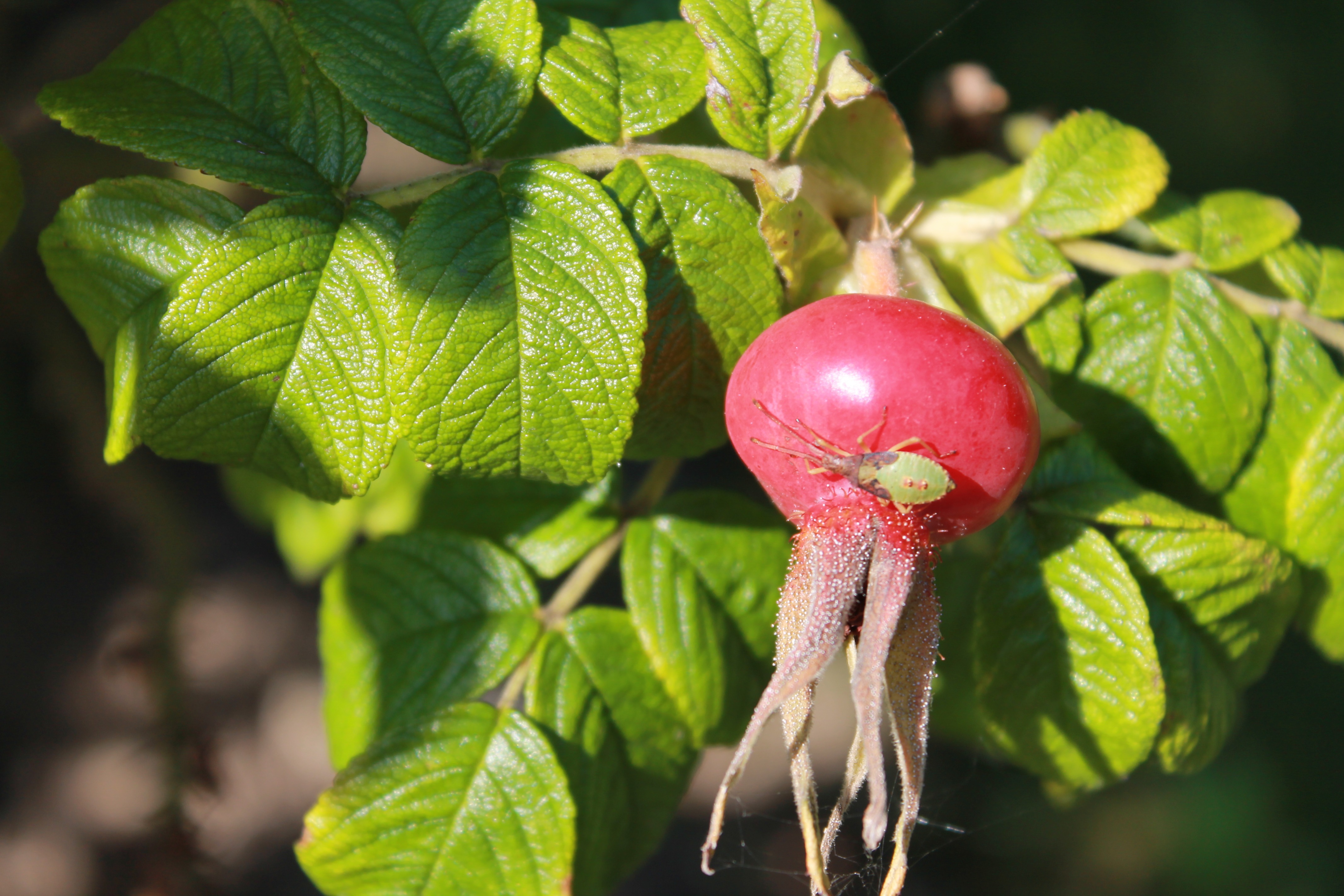 Wild rose berry on a bush free image download