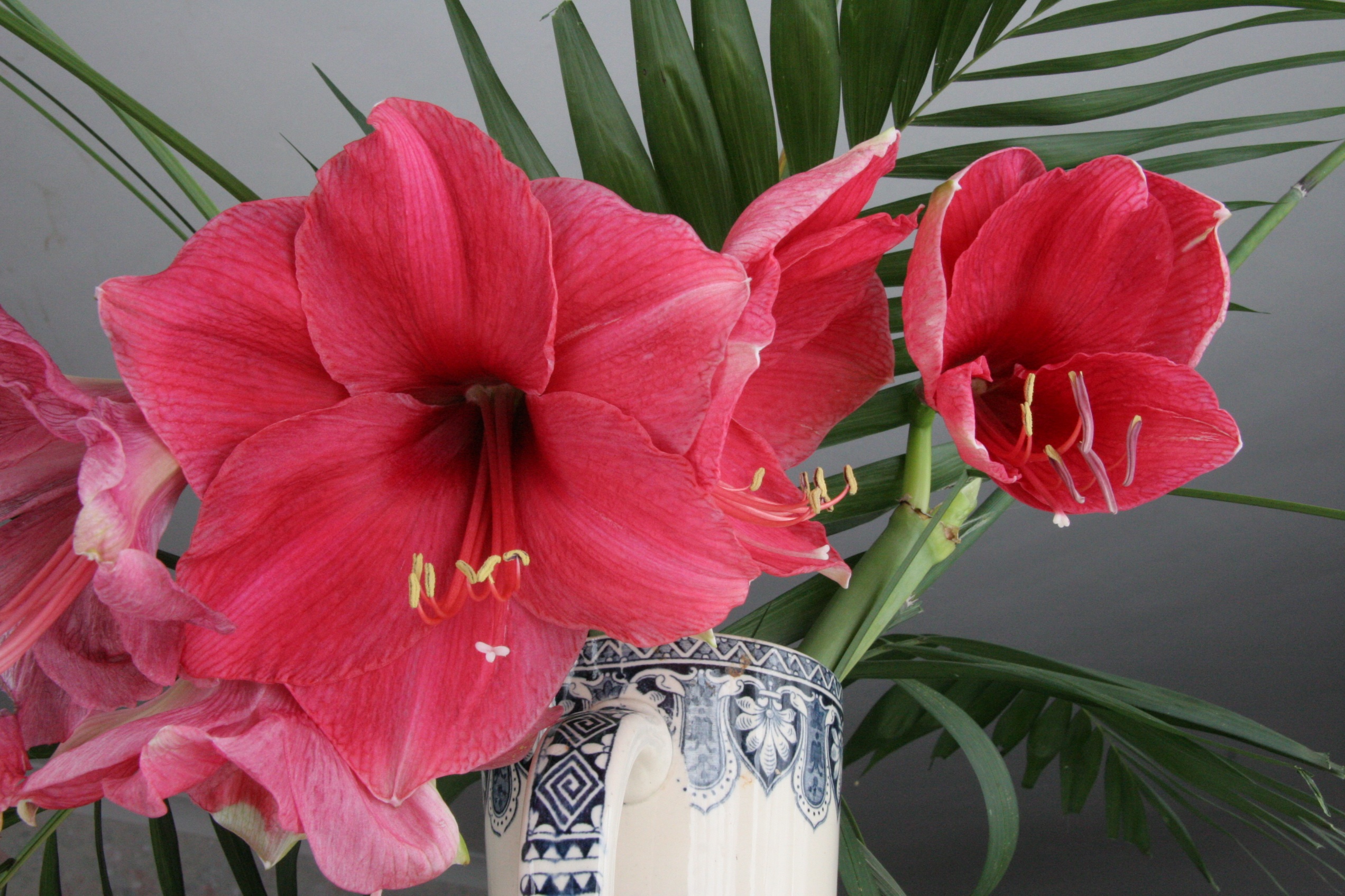 Flower nature red flowers vase free image download