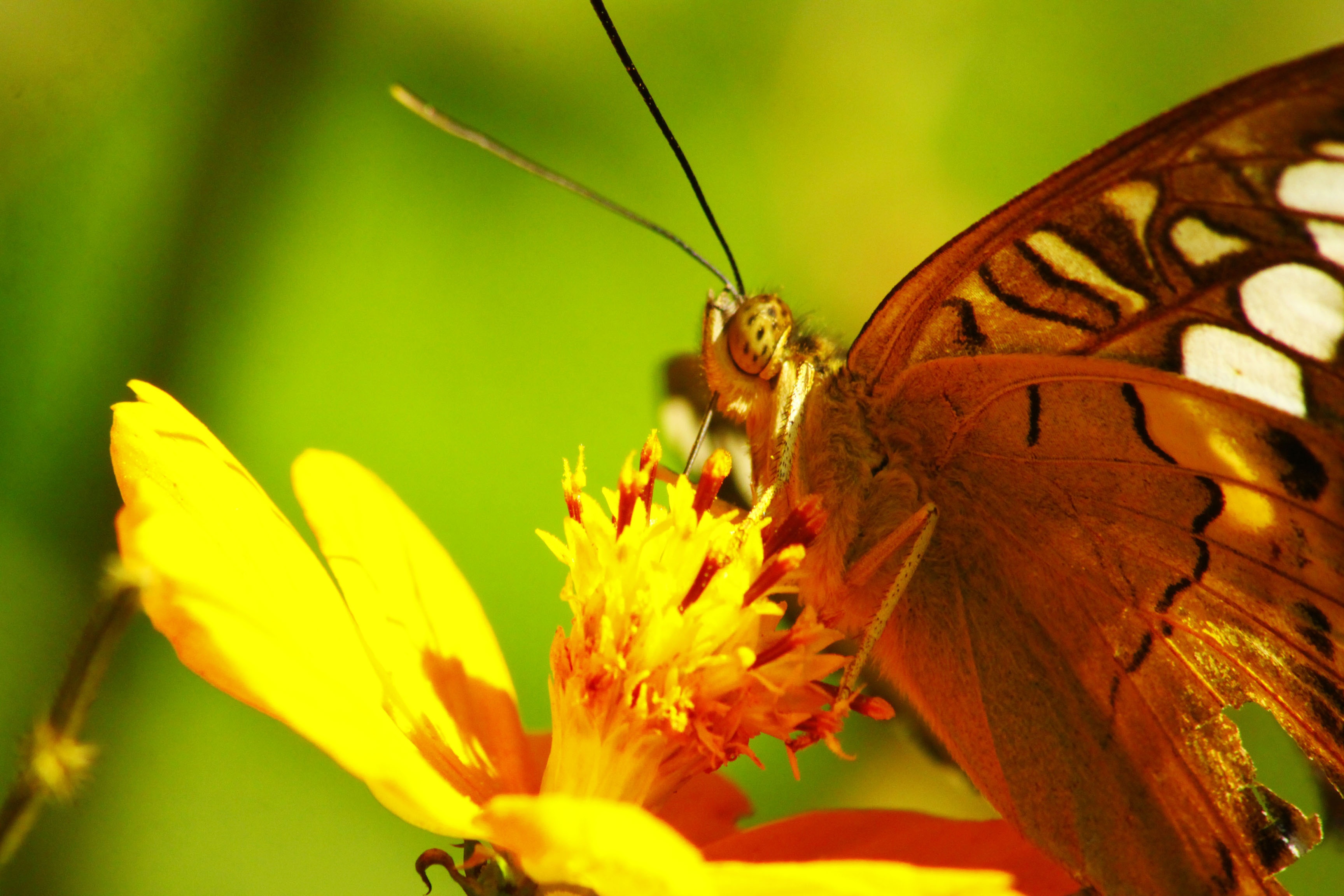 Butterfly on inflorescence of a yellow flower free image download