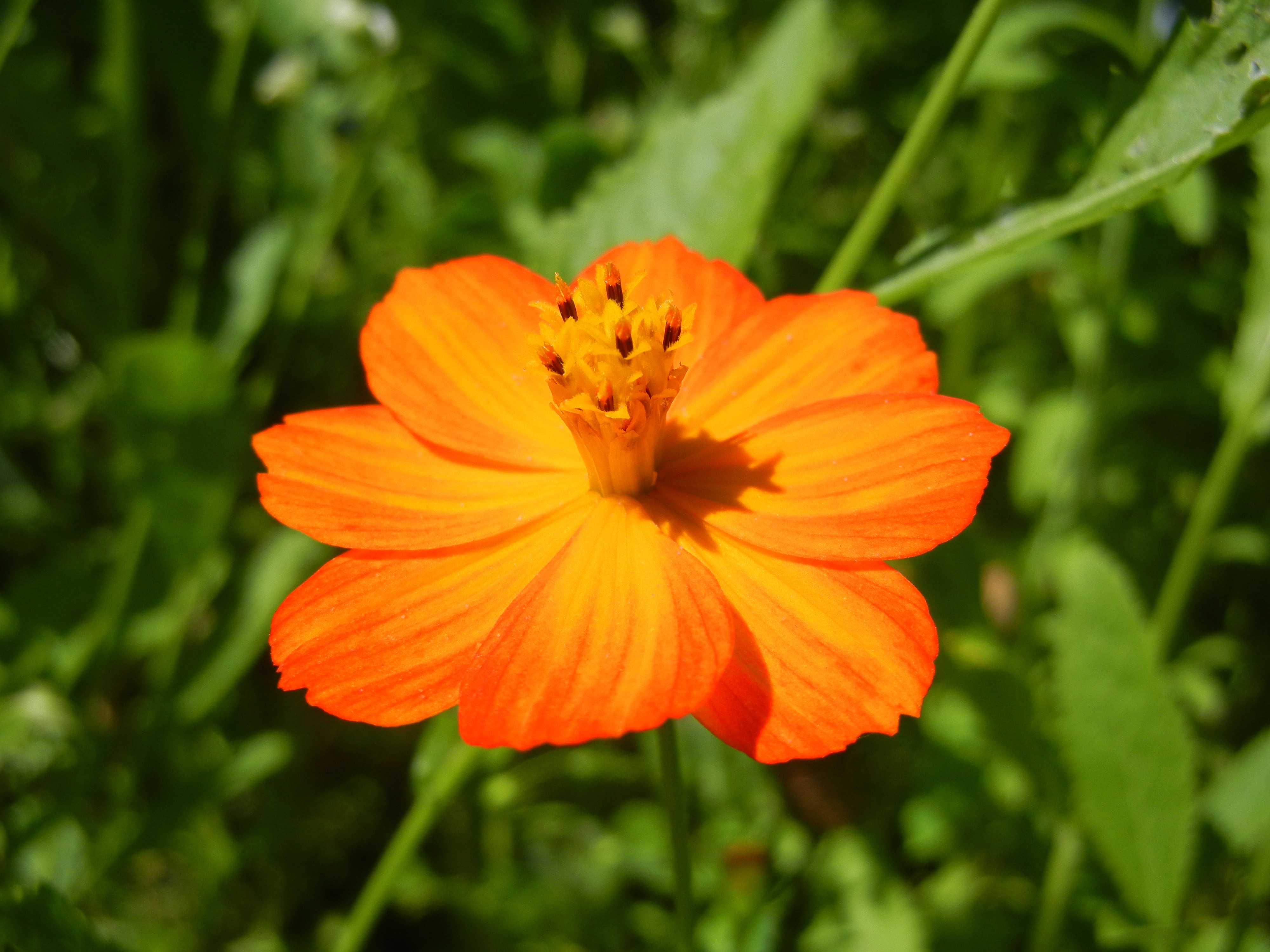 Round orange flower in a green meadow free image download