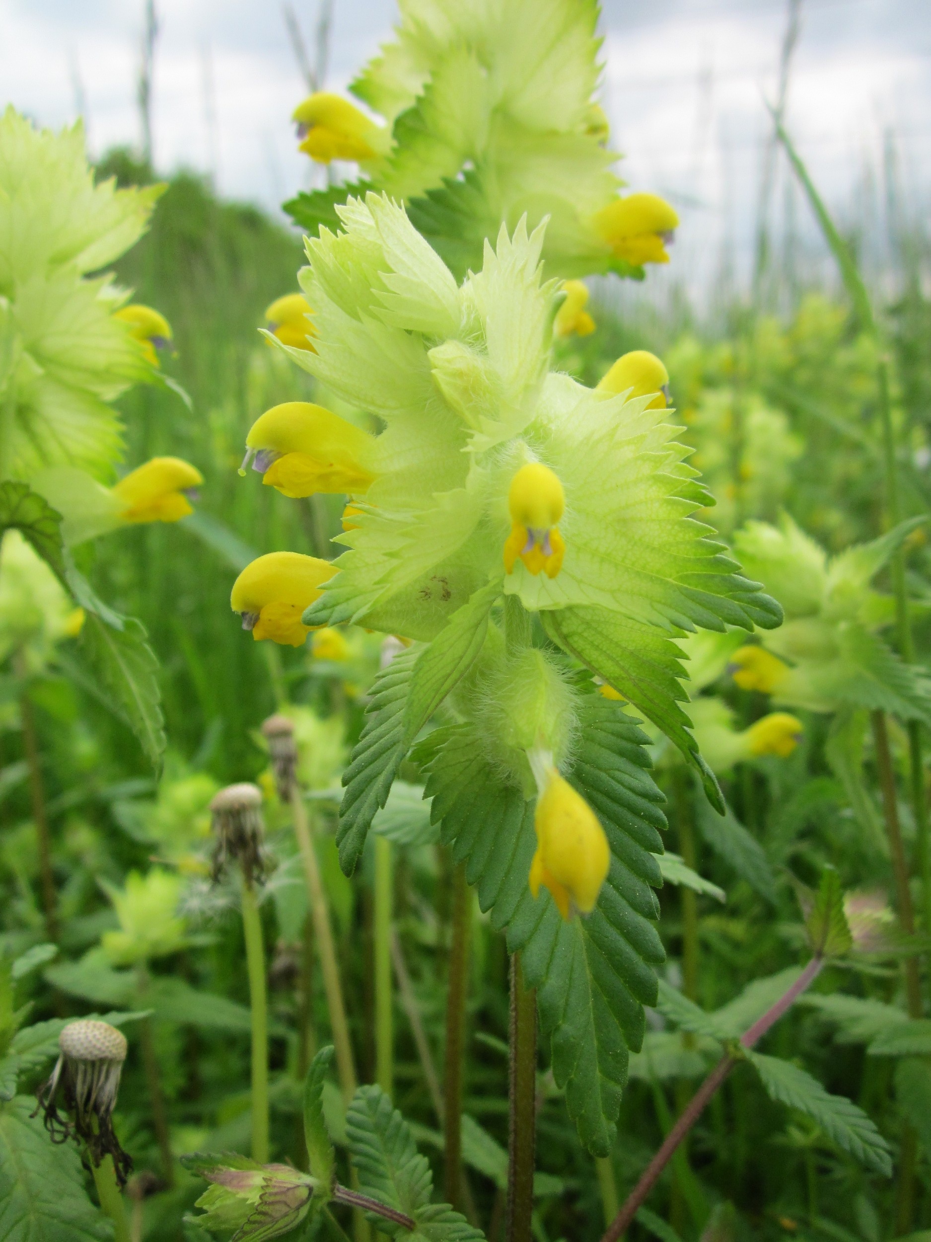 Greater yellow rattle flower free image download
