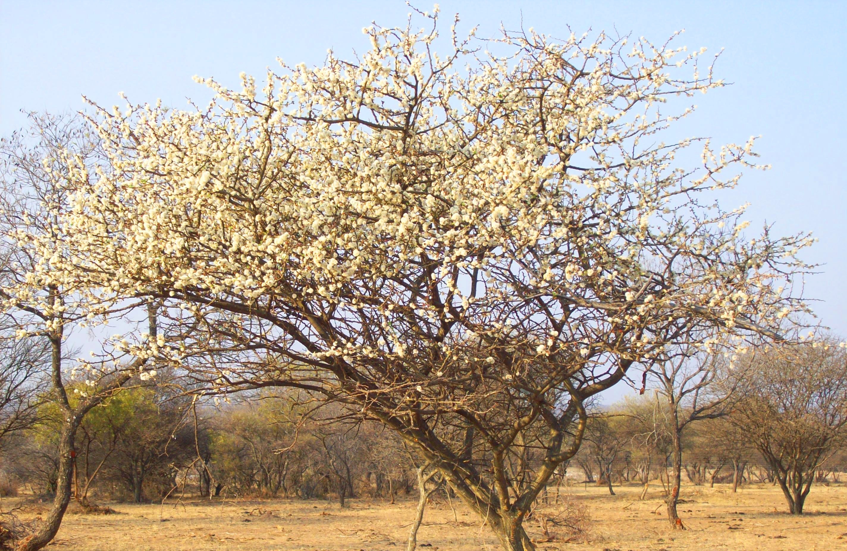 Bush tree in south africa free image download