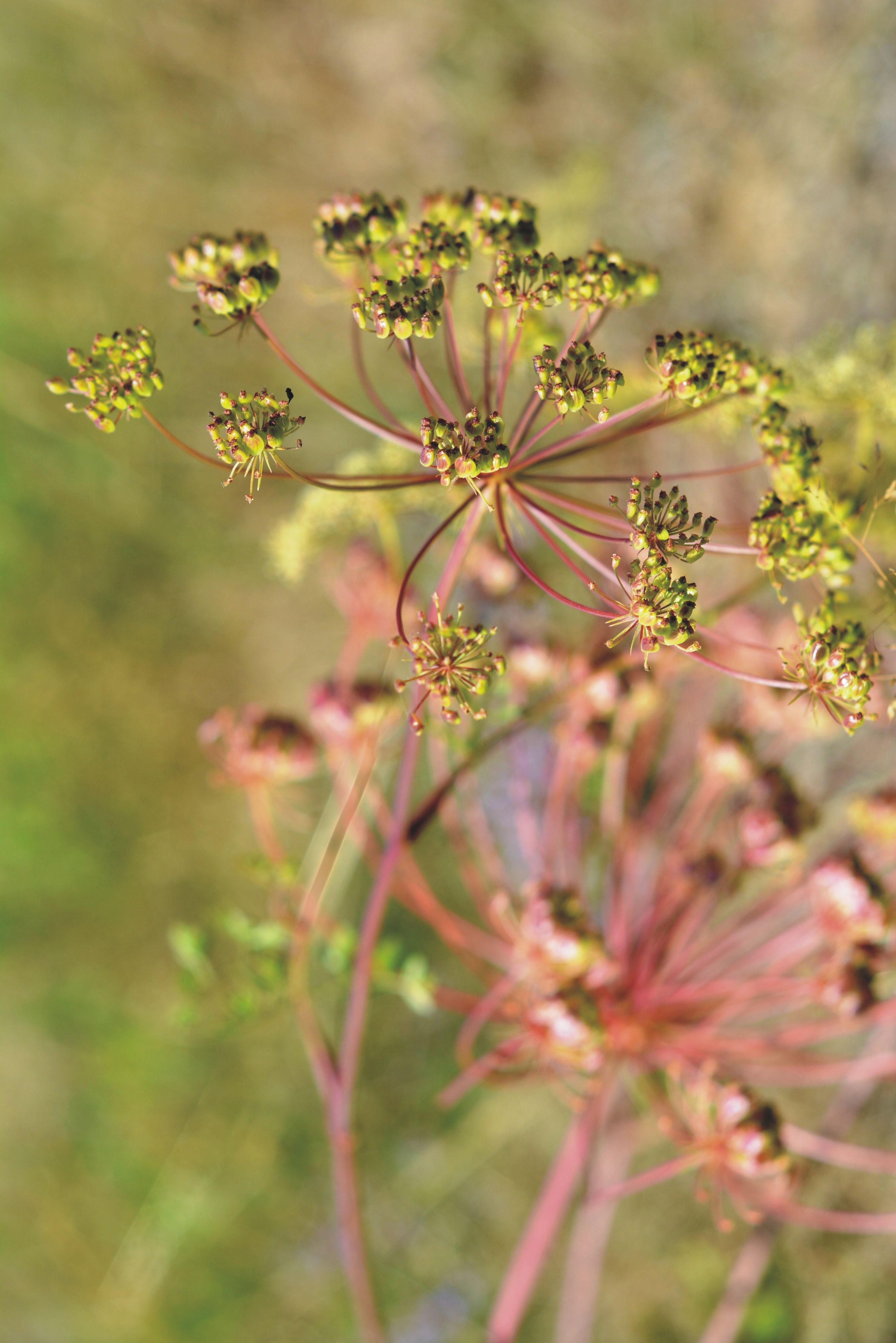 Parsley flower in the meadow free image download