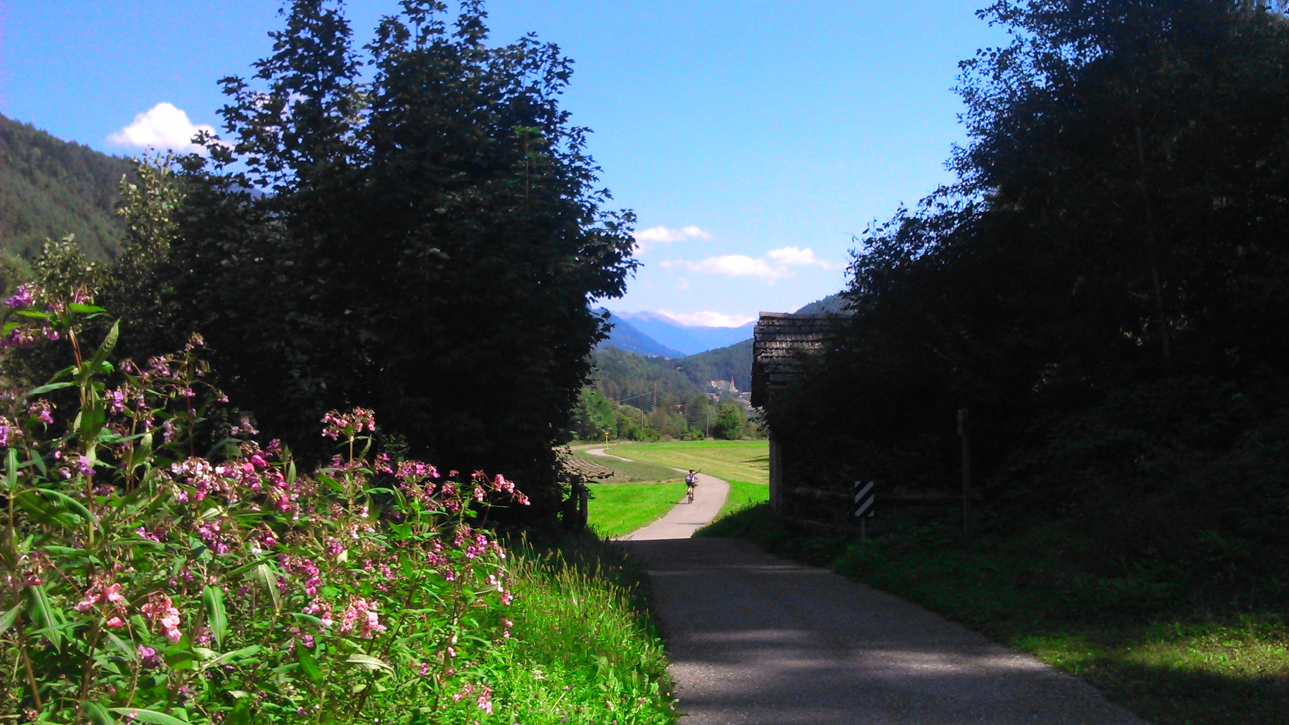 Road through a forest in south tyrol free image download