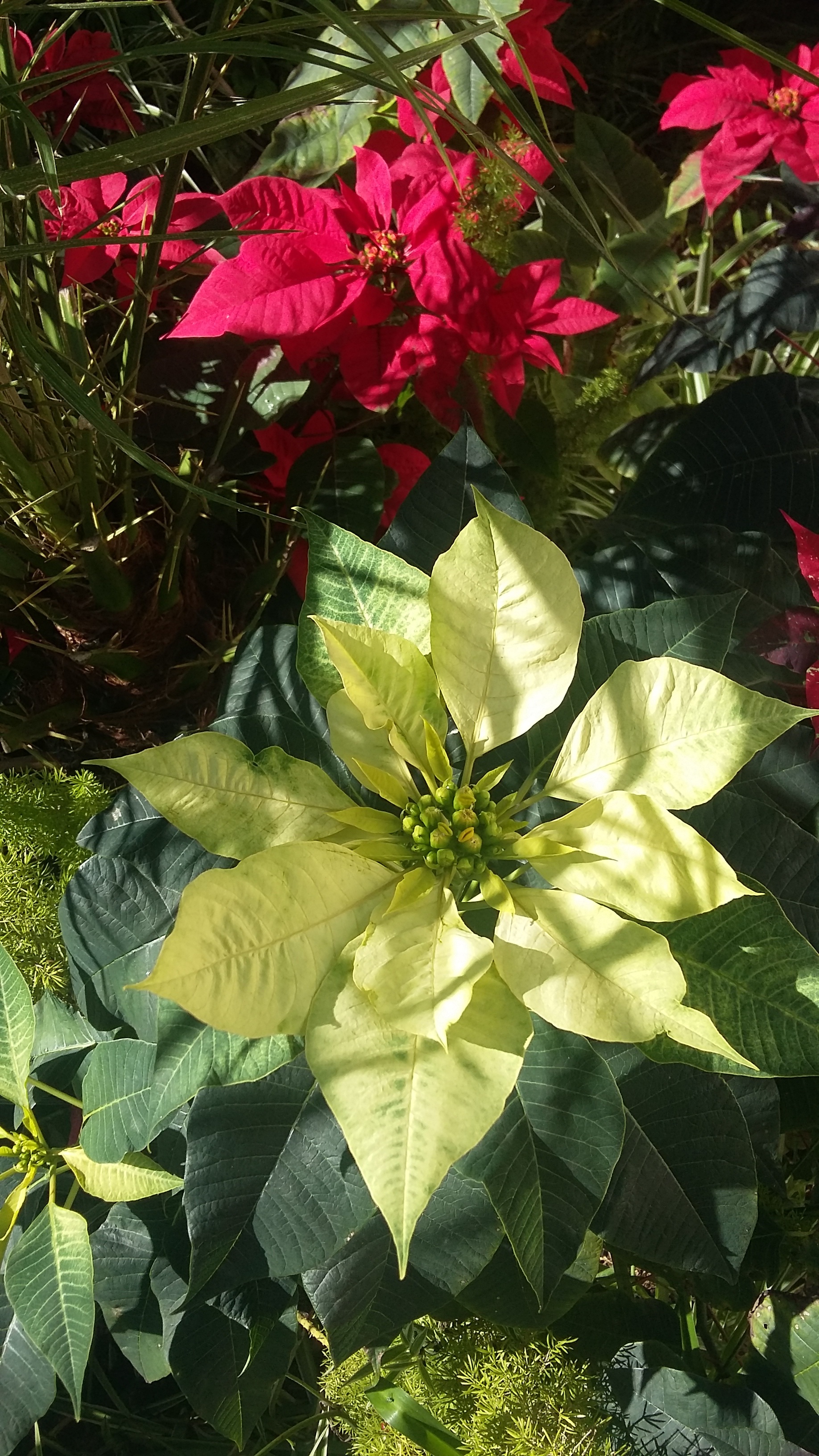 Garden plants with red and yellow flowers free image download