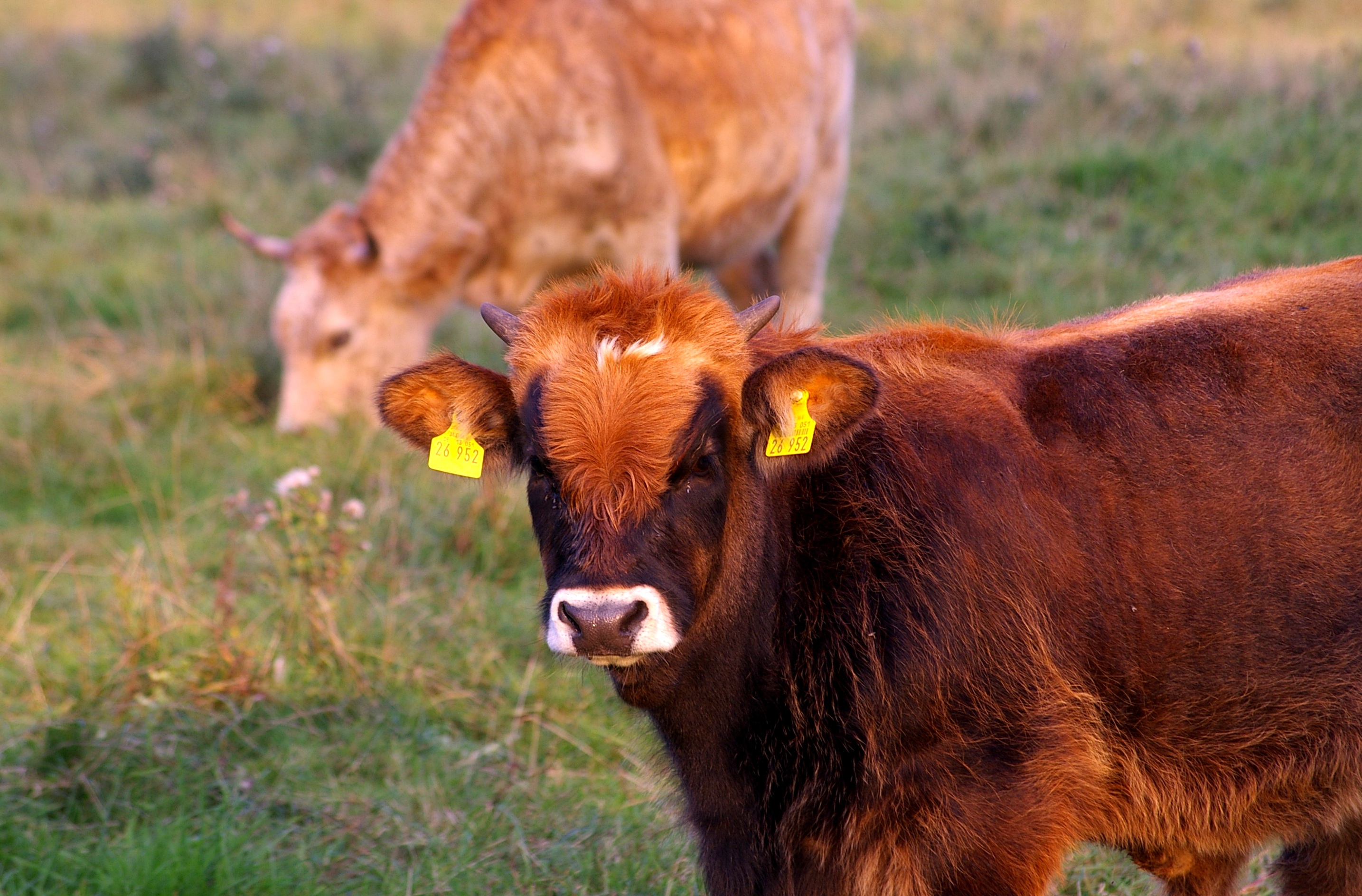 Farm livestock in china free image download