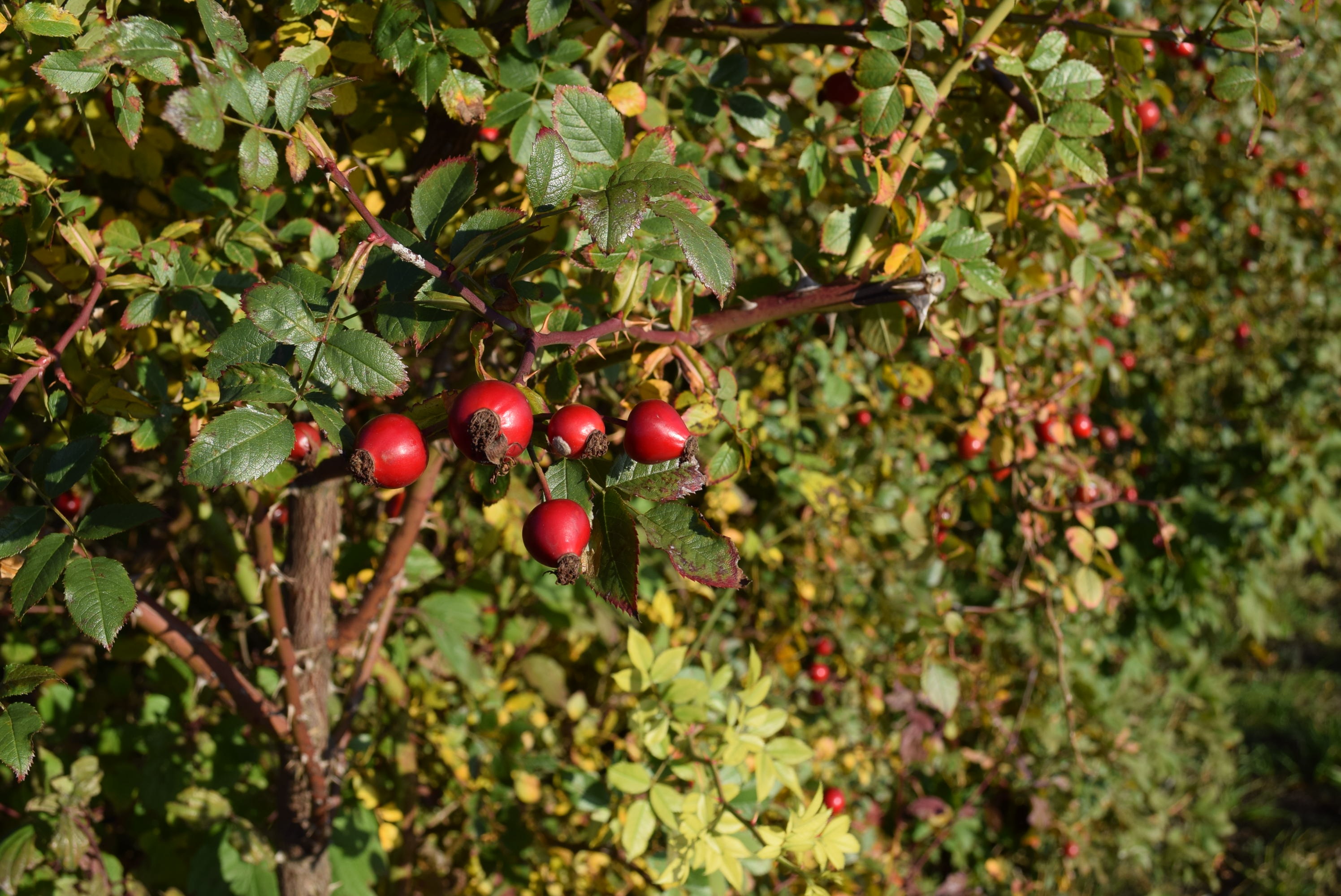 Wild rose berries on a green bush closeup free image download