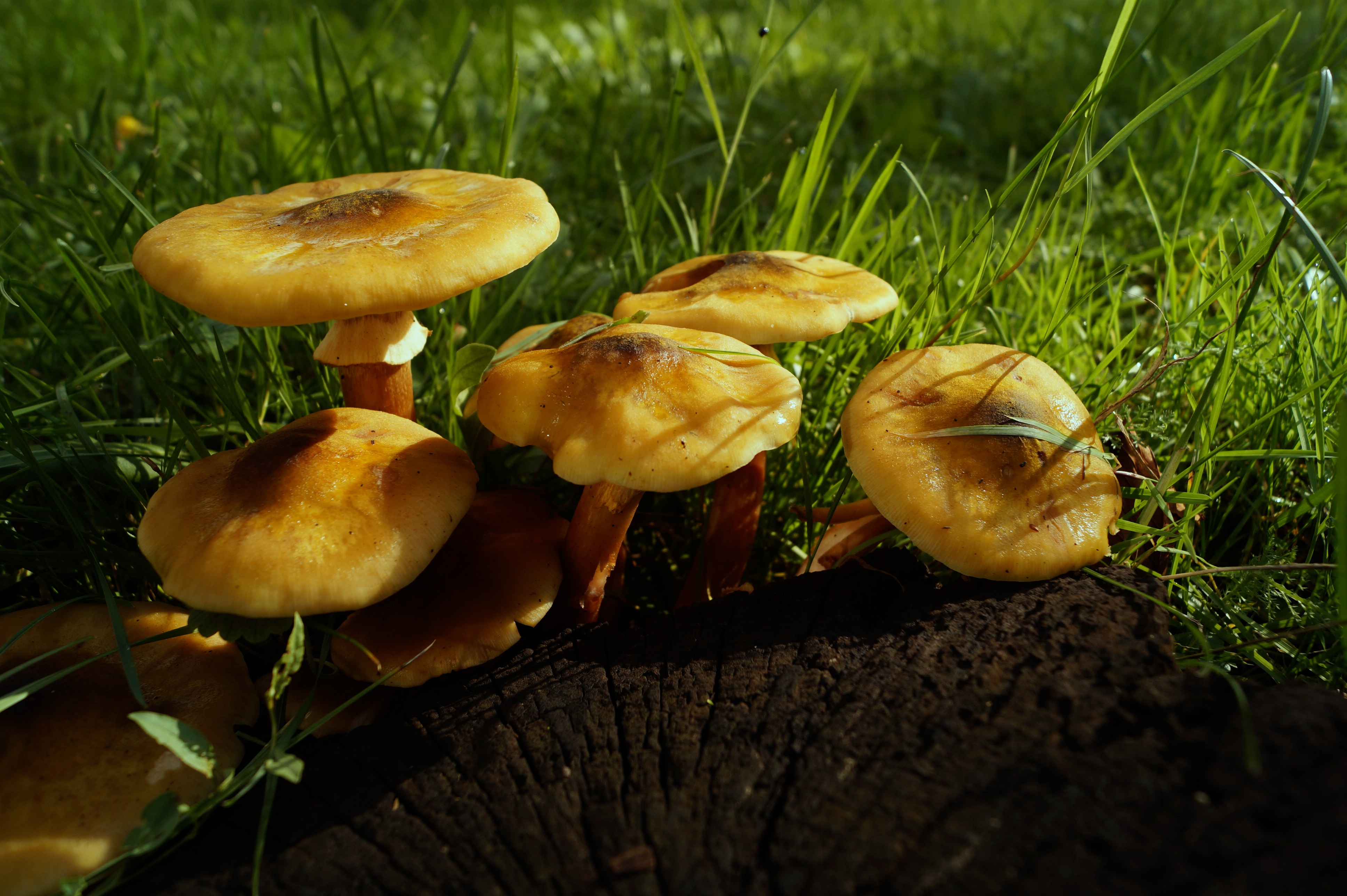 Yellow mushrooms near the stump close up free image download