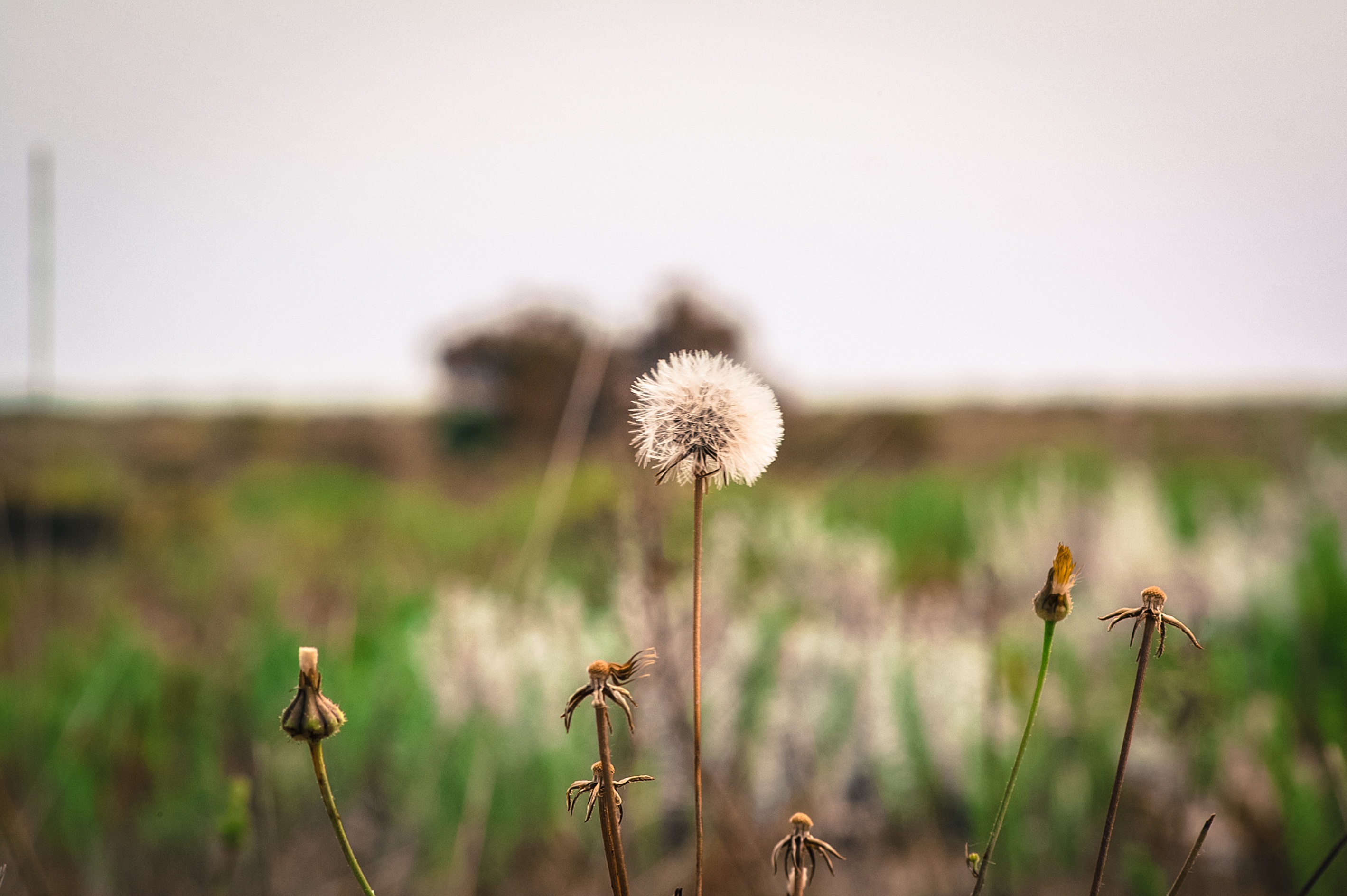 Dry dandelions on a field in Greece free image download