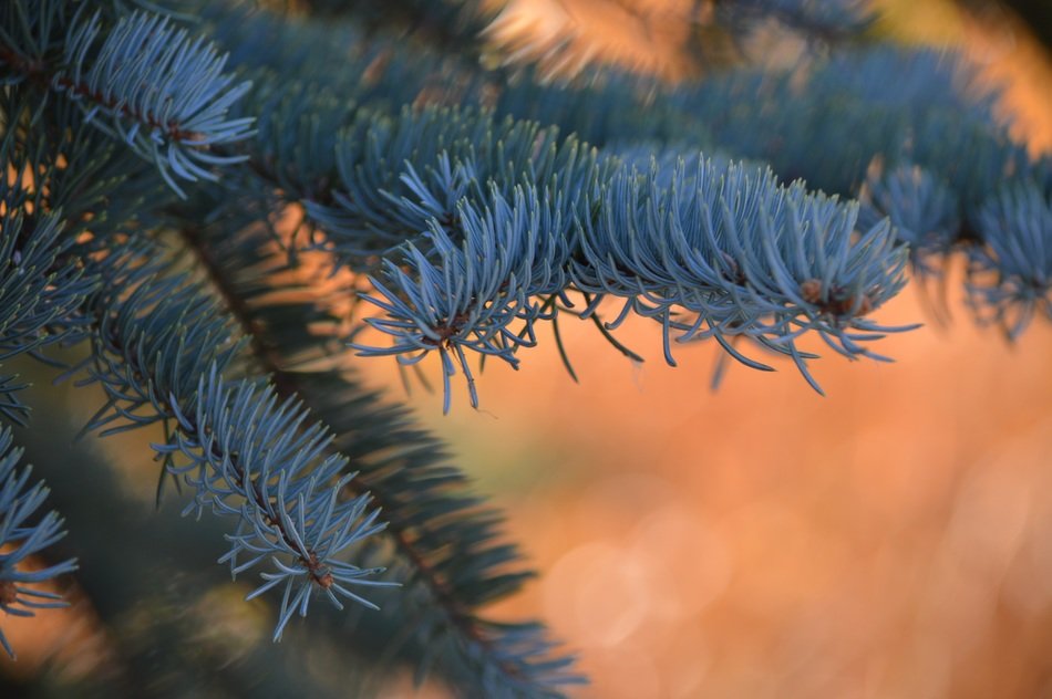 Blue needles fir tree branches free image download