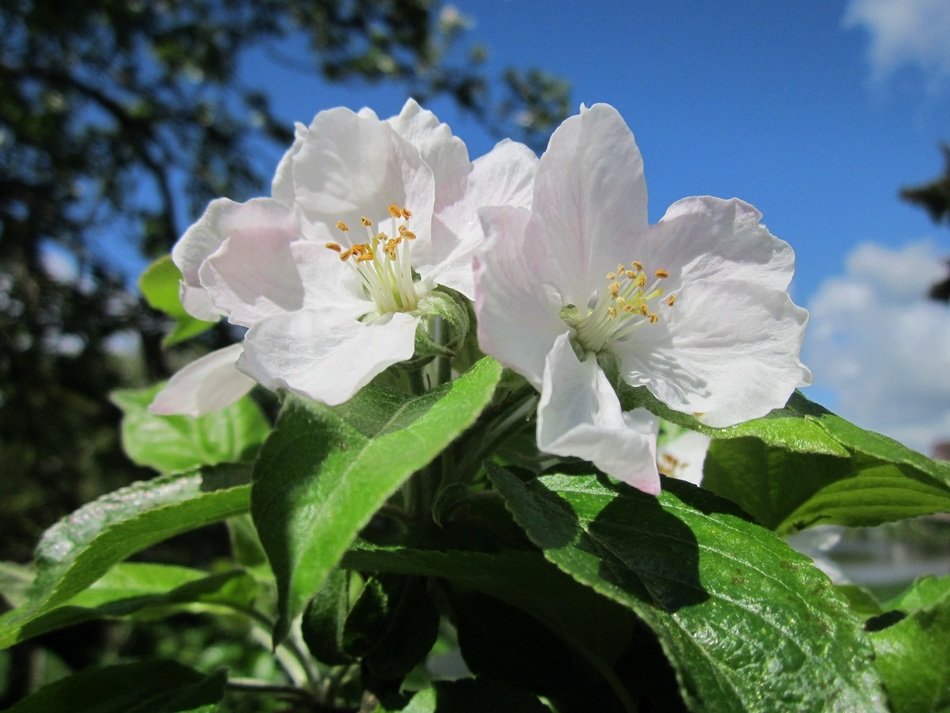Apple white blossoms tree free image download