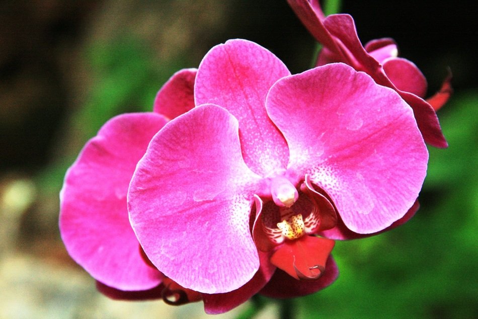 Bright pink orchid flower free image download