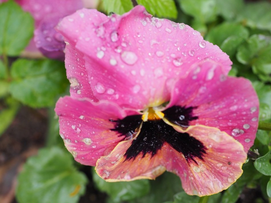 Beautiful colorful pansy flowers free image download