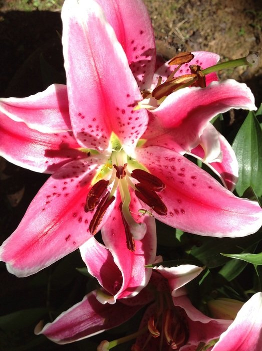 Pink lily in the garden free image download