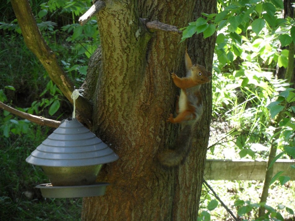 Squirrels in a summer park free image download