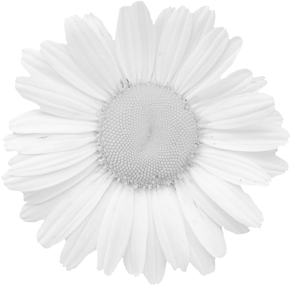 Graphic image of a dull black and white flower free image download