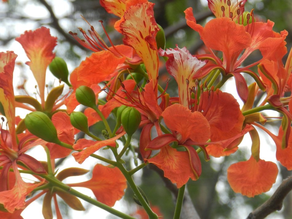 Orange flower bloom summer closeup free image download