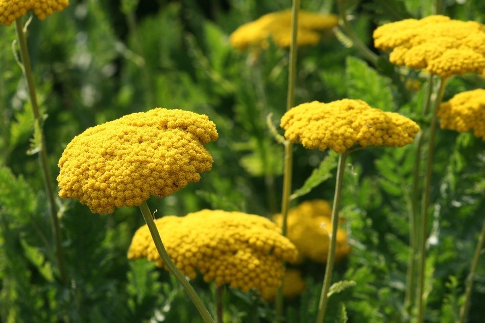 Yellow garden flowers free image download