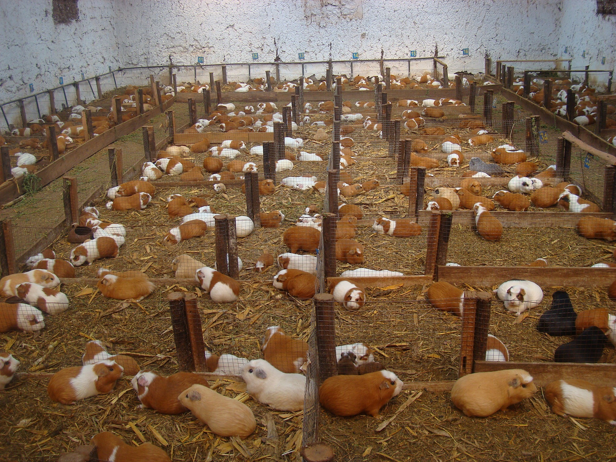 Unique guinea pig farm in Ecuador free image download
