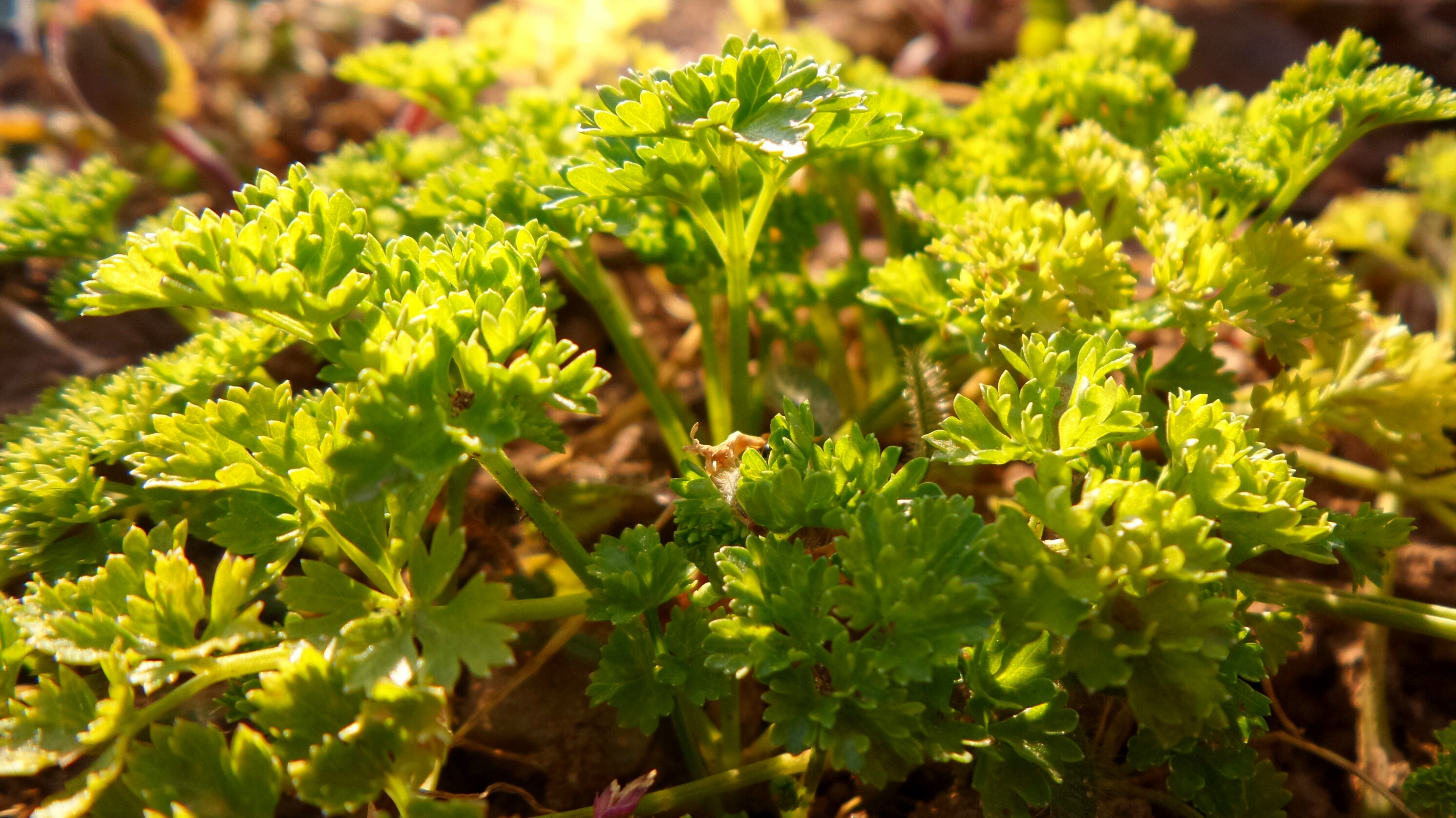 Green parsley in bright sun close up free image download