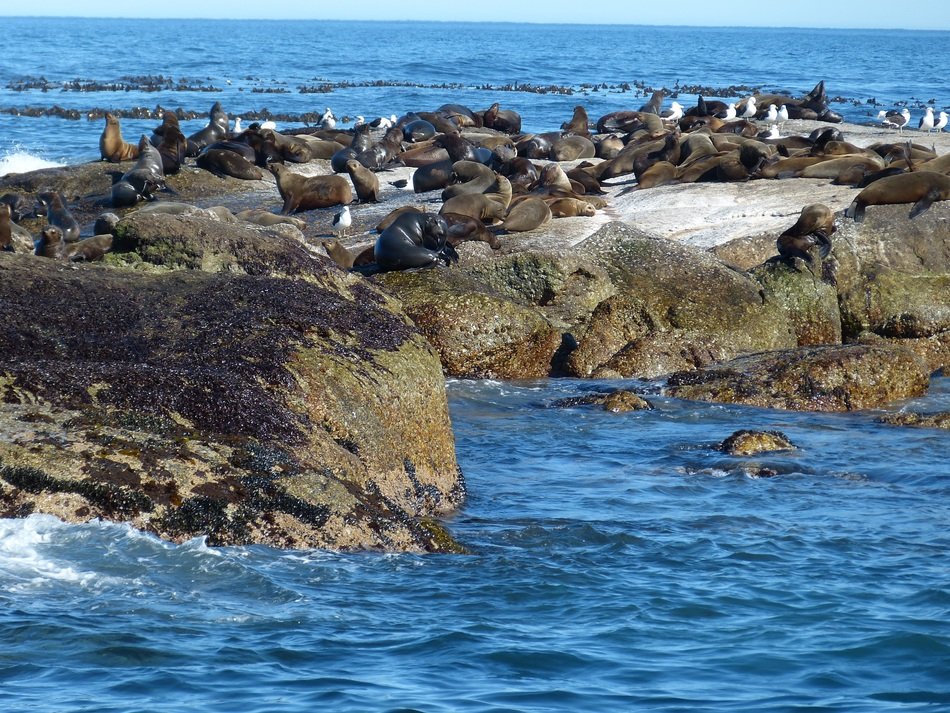 Seals in south africa cape town free image download