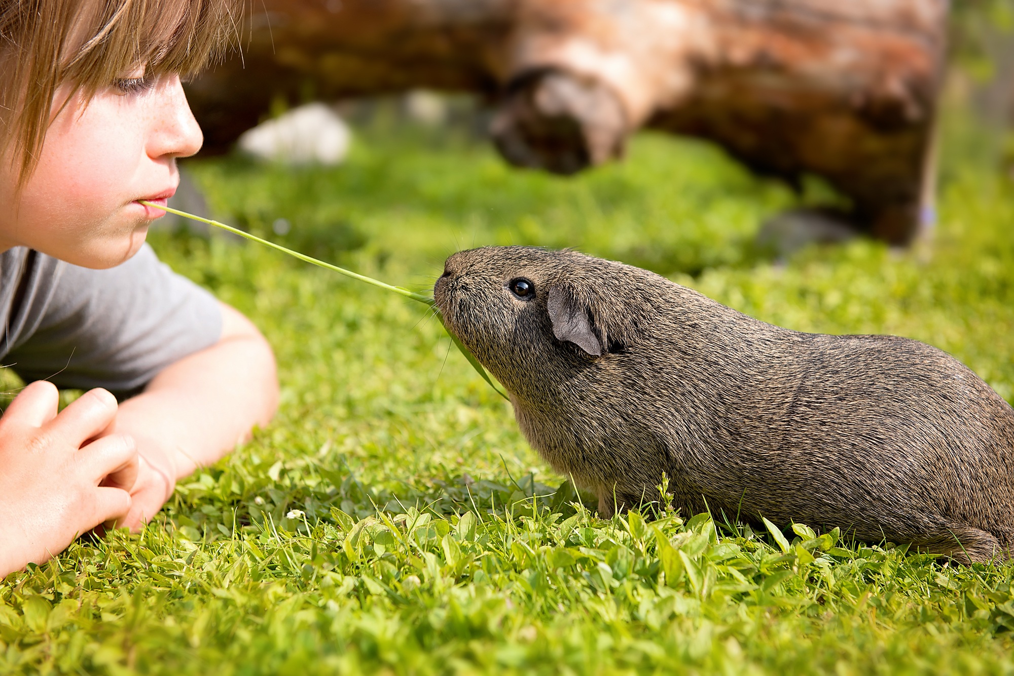 Guinea pig playing with a guinea pig free image download