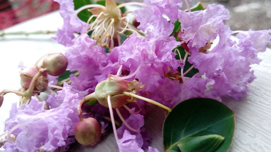 Delightful beauty garden plants free image download