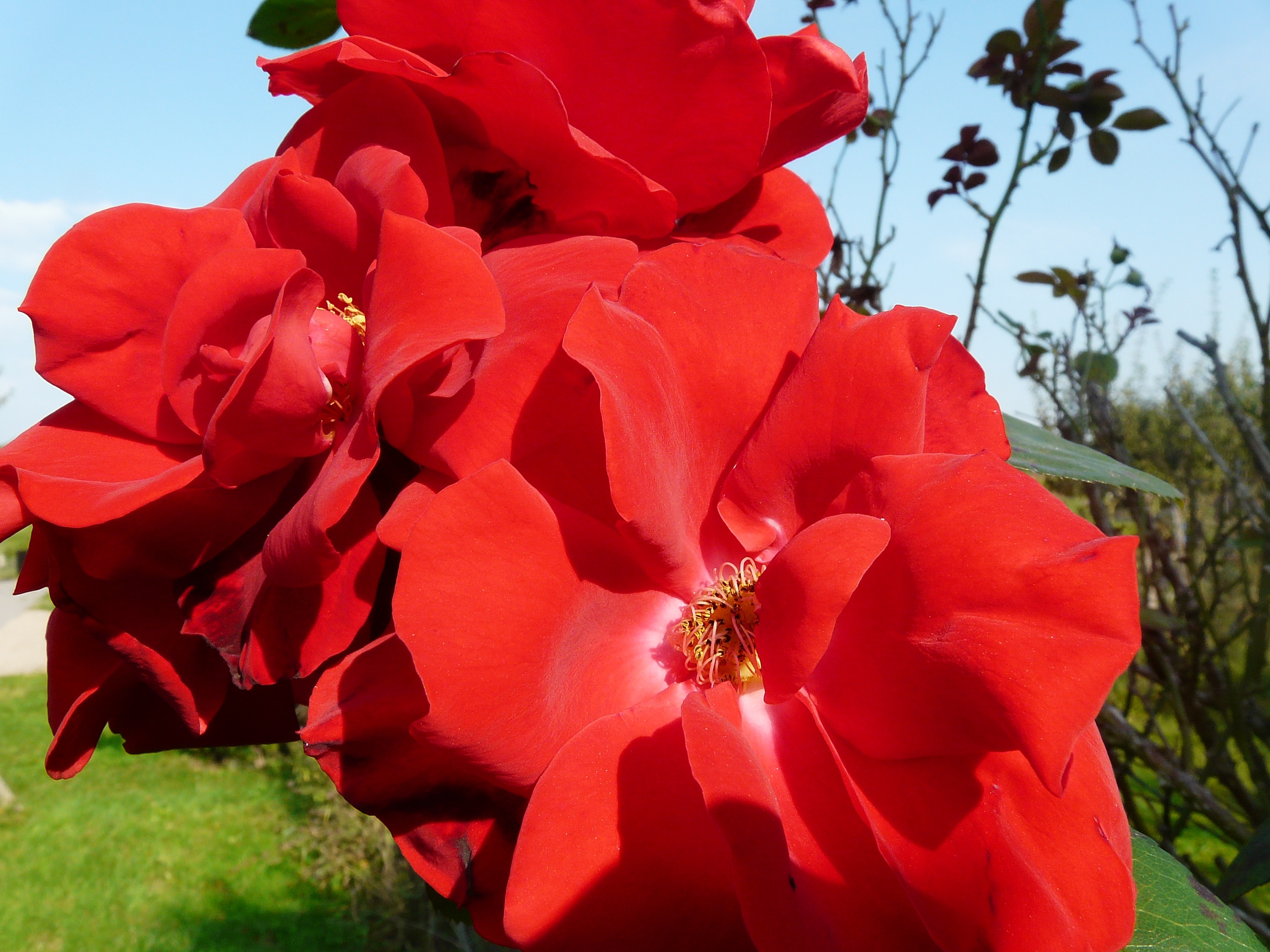 Red roses under the bright sun close up free image download