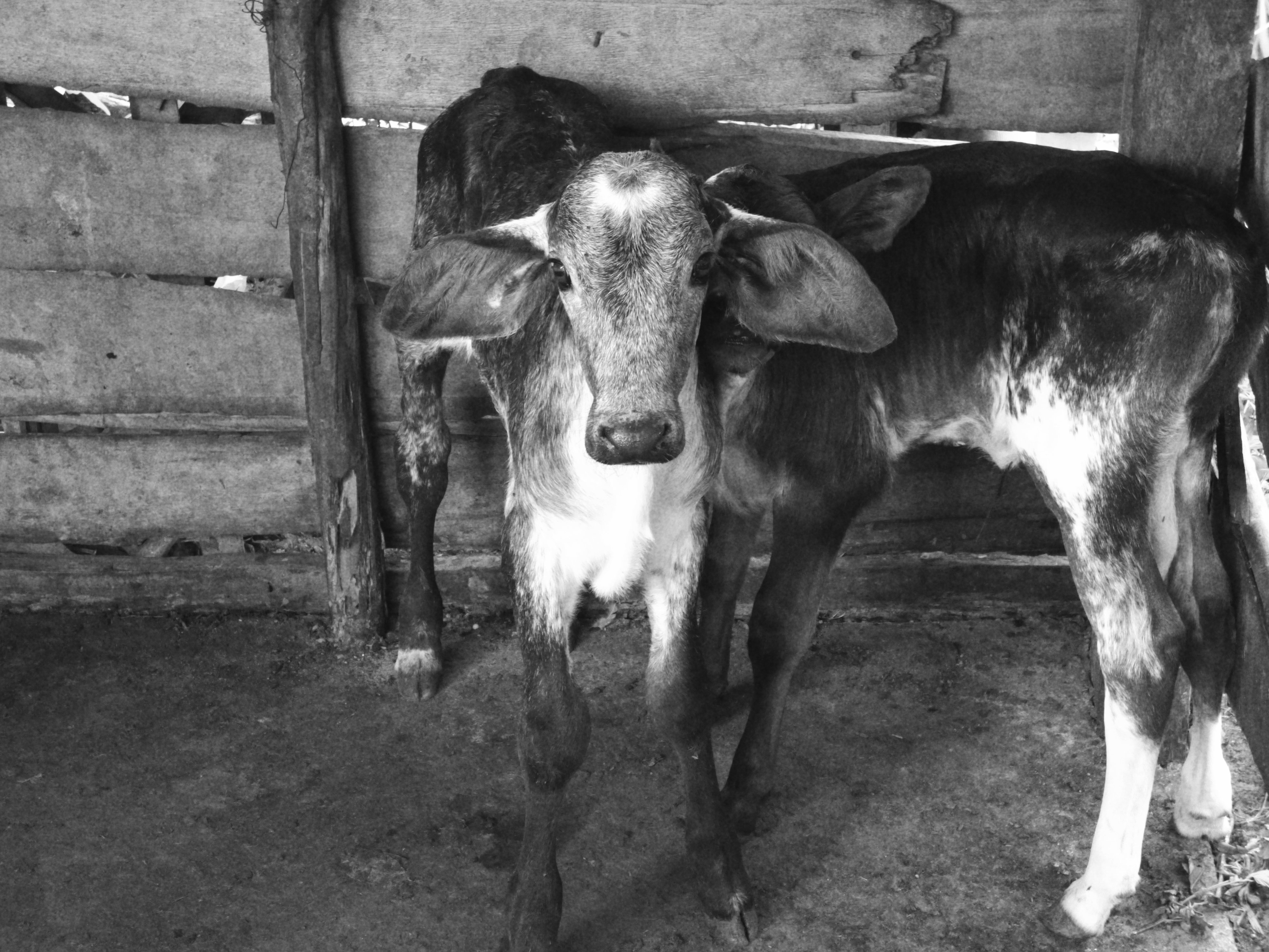Two calves in corral free image download